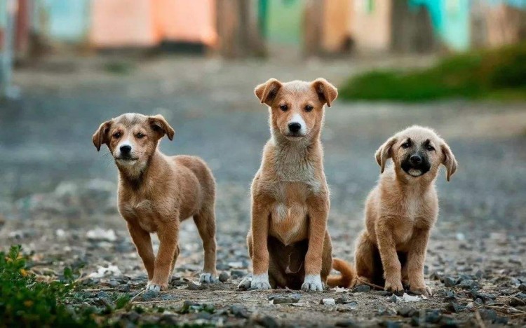 养中华田园犬的人为什么越来越少？这7个原因太现实了