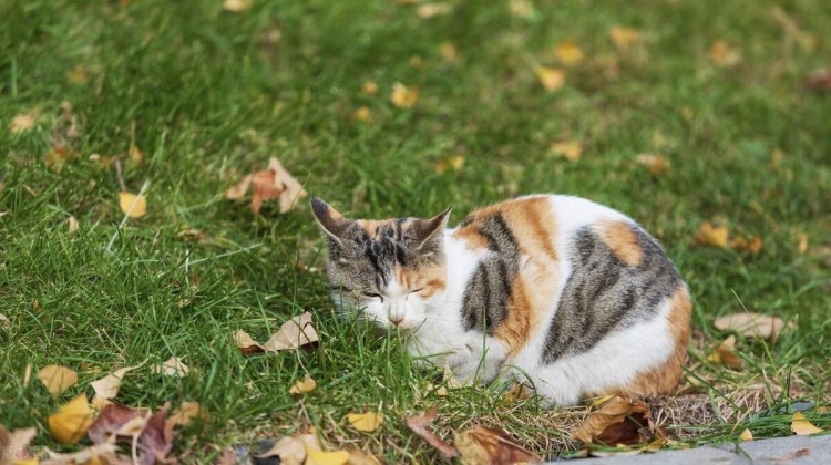 最好别散养猫咪不然你会失去一只宝贝