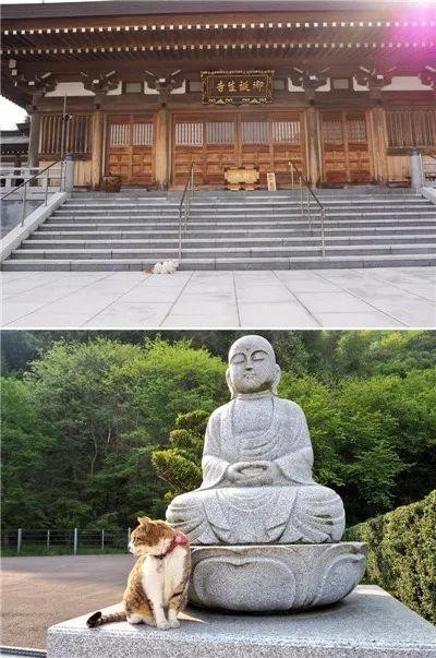 日本猫寺里住着30多只猫，竟比僧人还多，又想骗我去当和尚？