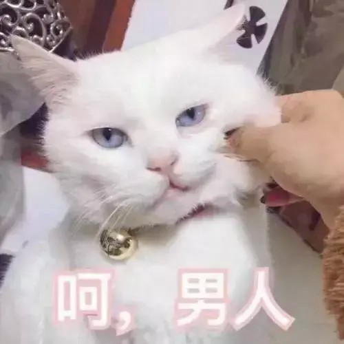 猫咪那些让人窒息的操作！这么可爱，怎么能做这些事呢？