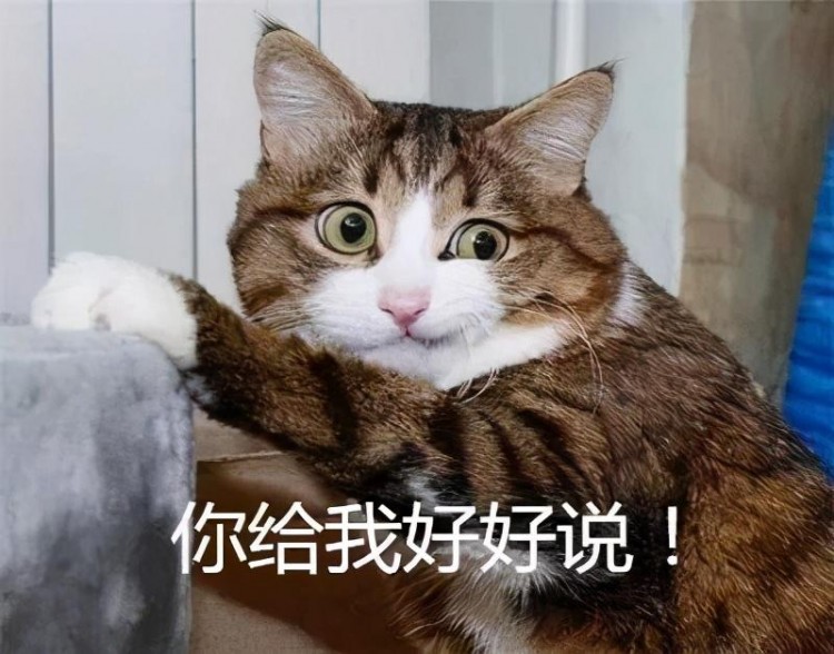 拥有一只高颜值的猫是一种什么体验网友：在它面前我毫无尊严