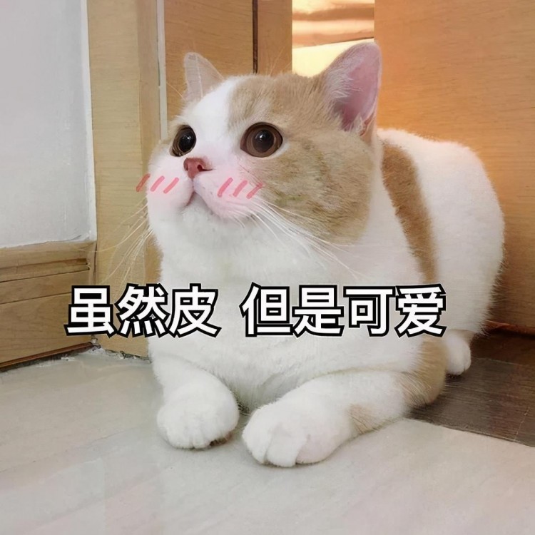 拥有一只高颜值的猫是一种什么体验网友：在它面前我毫无尊严