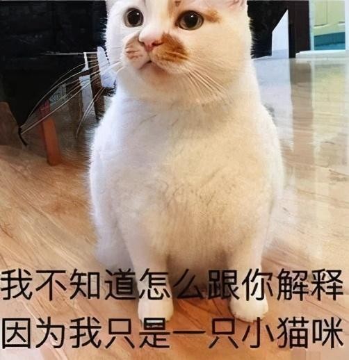 拥有一只高颜值的猫是一种什么体验网友：在它面前我毫无尊严