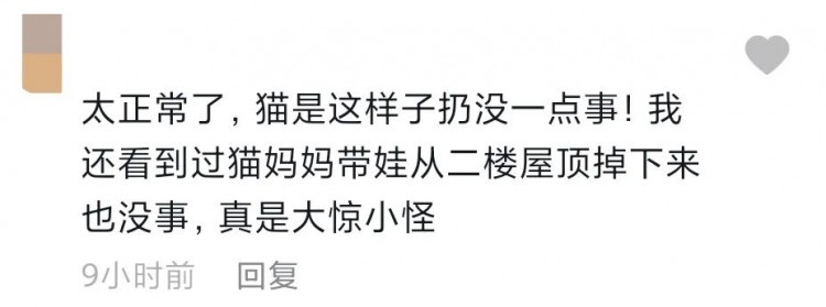 又有熊孩子闯进我的宠物店将奶猫多次抛摔在地上！