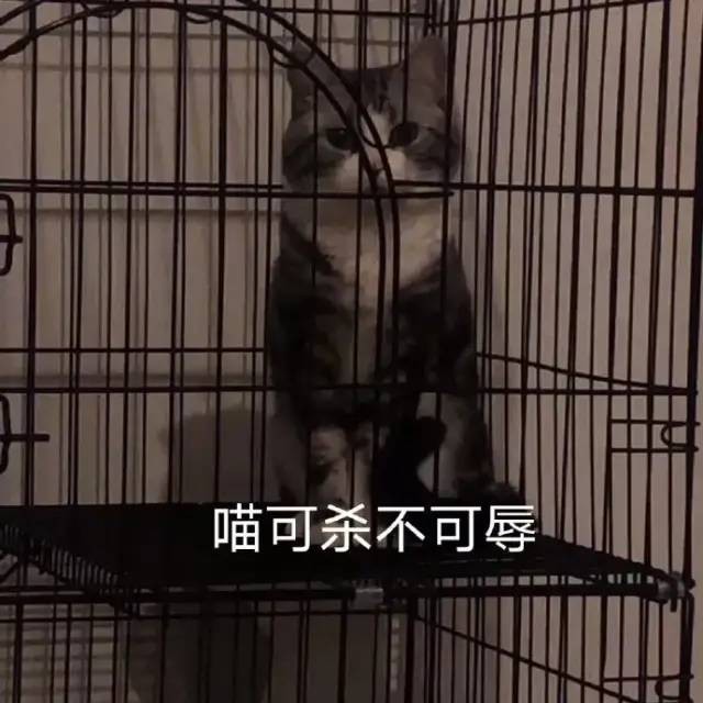 老爸发来消息说猫不吃猫粮网友点开图片后语塞了：我滴个亲爹哎