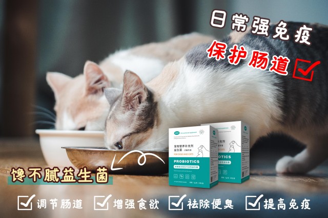 上班族也能轻松养猫｜打工人养猫种草攻略