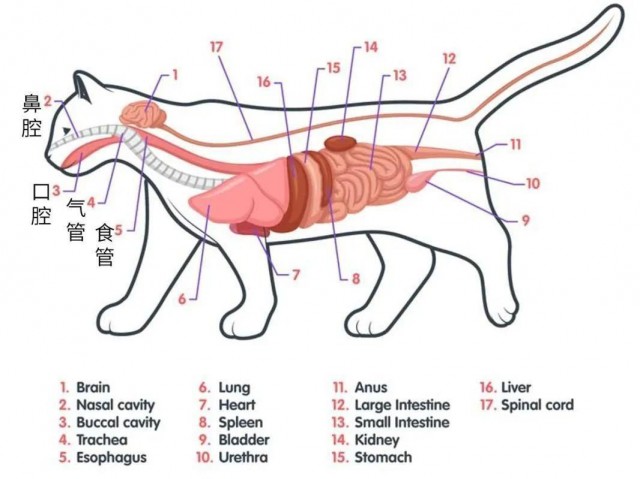 一段毛线差点要了小猫咪的命