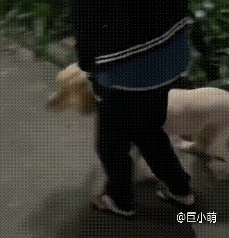 5岁金毛犬散步时乱冲乱撞惹怒女主人被狠揍后甩头就跑