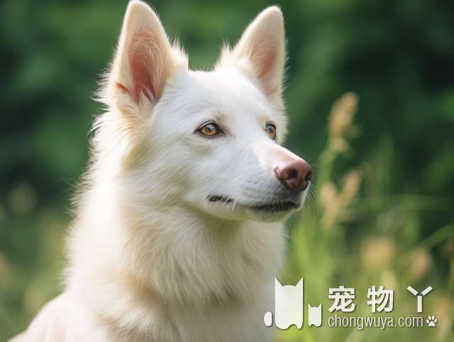 萨摩耶犬几月算成年？